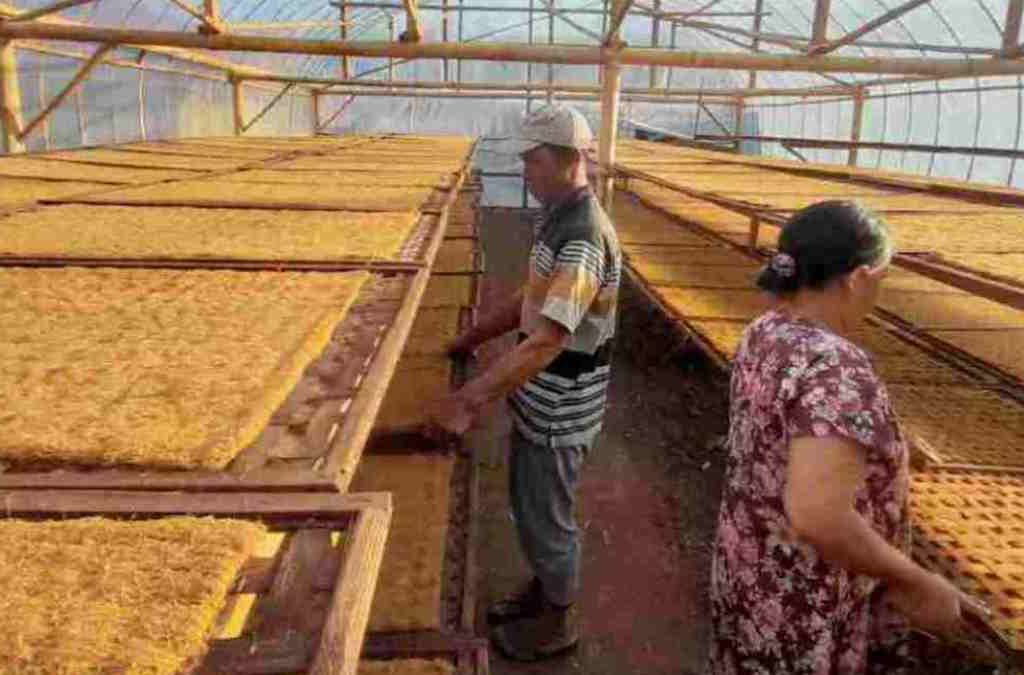 Pemkab Sumedang Dorong Produktivitas Tembakau Lewat DBHCHT 2025, Fokus di Tanjungsari dan Sukasari