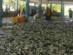 Berkah Nelayan di Pangandaran Panen Ikan saat Kemarau Panjang