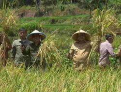 Melihat Serunya Panen Raya Padi Organik di Desa Cikurubuk Sumedang