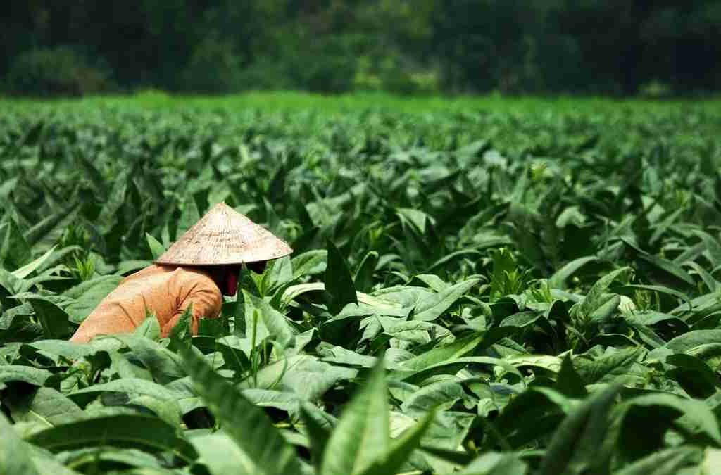 Petani dan Buruh Tembakau di Sumedang Jadi Peserta BPJS Ketenagakerjaan