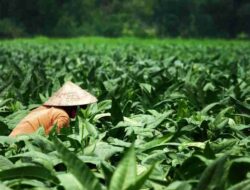 Petani dan Buruh Tembakau di Sumedang Jadi Peserta BPJS Ketenagakerjaan