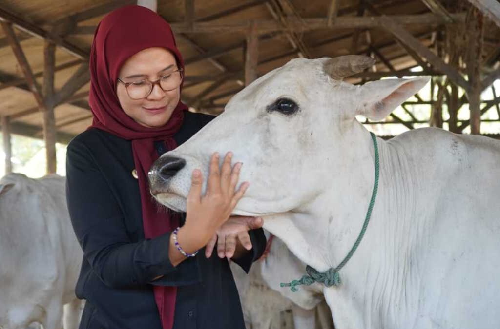 Peternak Sapi Bolang Indramayu Gembira, Bupati Nina Berikan Bantuan dan Jalan Baru