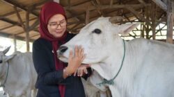 Peternak Sapi Bolang Indramayu Gembira