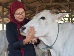 Peternak Sapi Bolang Indramayu Gembira, Bupati Nina Berikan Bantuan dan Jalan Baru