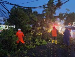 Pohon Tumbang di Depan Mayasi Sumedang, Lalu Lintas Terganggu