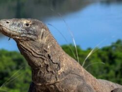 Pulau Komodo, Pesona Surga Satwa Langka di Indonesia