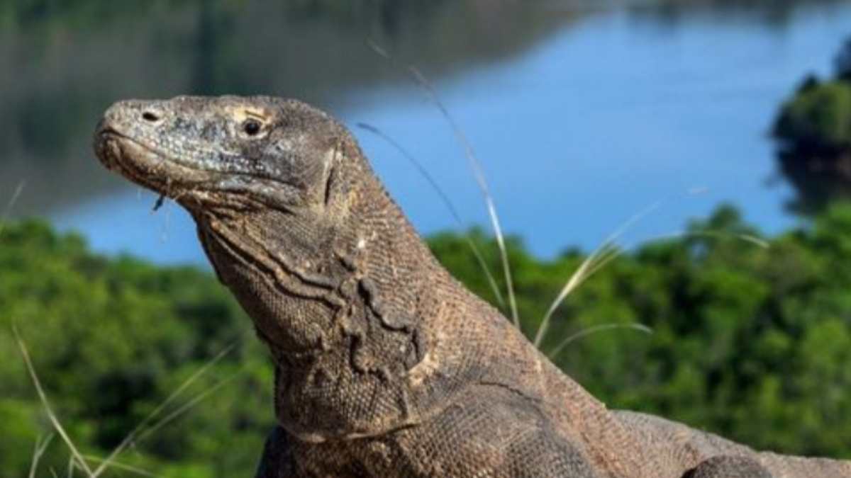 Pulau Komodo, Pesona Surga Satwa Langka di Indonesia