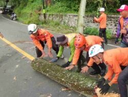 Awas! Ada 295 Pohon Rawan Tumbang di Jalur Cadas Pangeran Sumedang