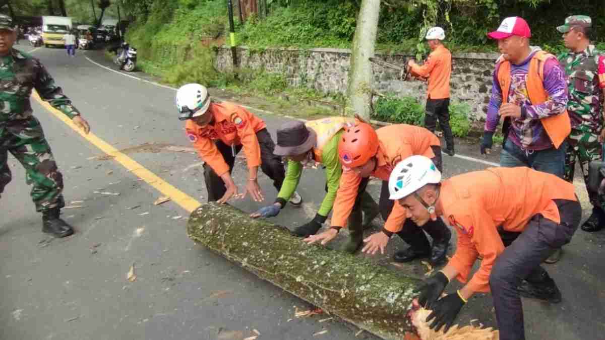 295 Pohon Rawan Tumbang di Jalur Cadas Pangeran Sumedang