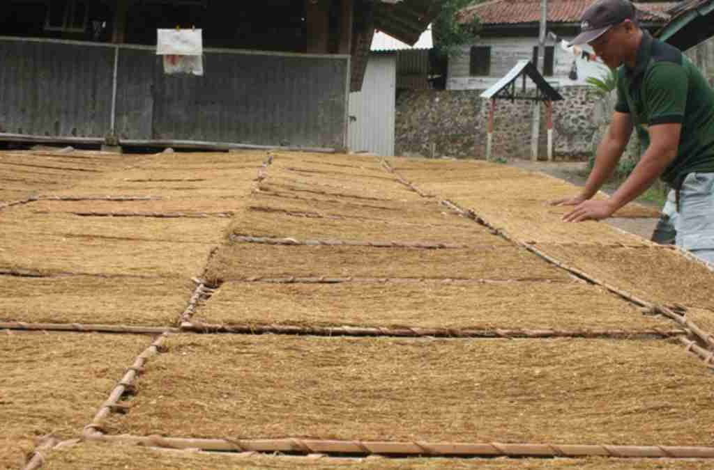 Dorong Produktivitas Tembakau, DPKP Sumedang Bangun 3 Rumah Pengering di 2025