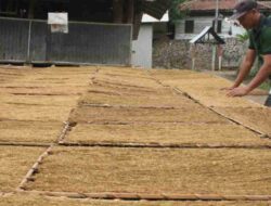 Dorong Produktivitas Tembakau, DPKP Sumedang Bangun 3 Rumah Pengering di 2025