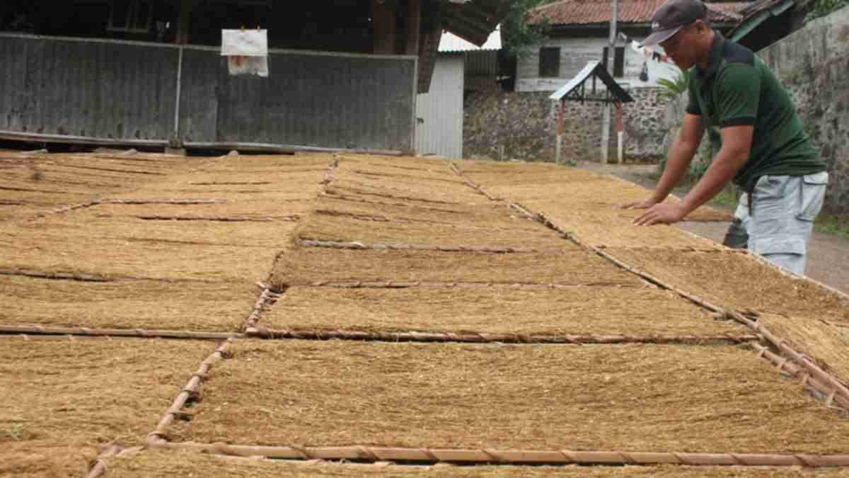 Dorong Produktivitas Tembakau, DPKP Sumedang Bangun 3 Rumah Pengering di 2025