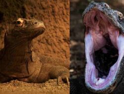 Gigi Komodo Ternyata Berlapis Besi