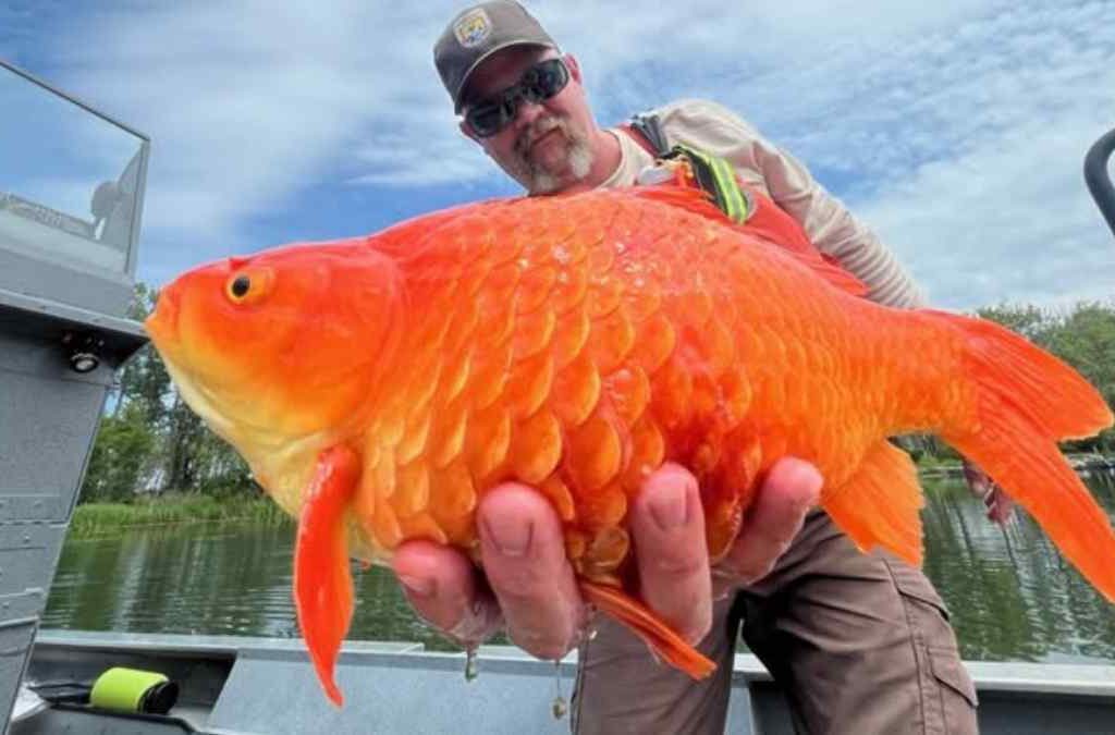 Kontradiksi Ikan Mas di Indonesia dan Amerika Serikat