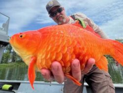 Kontradiksi Ikan Mas di Indonesia dan Amerika Serikat