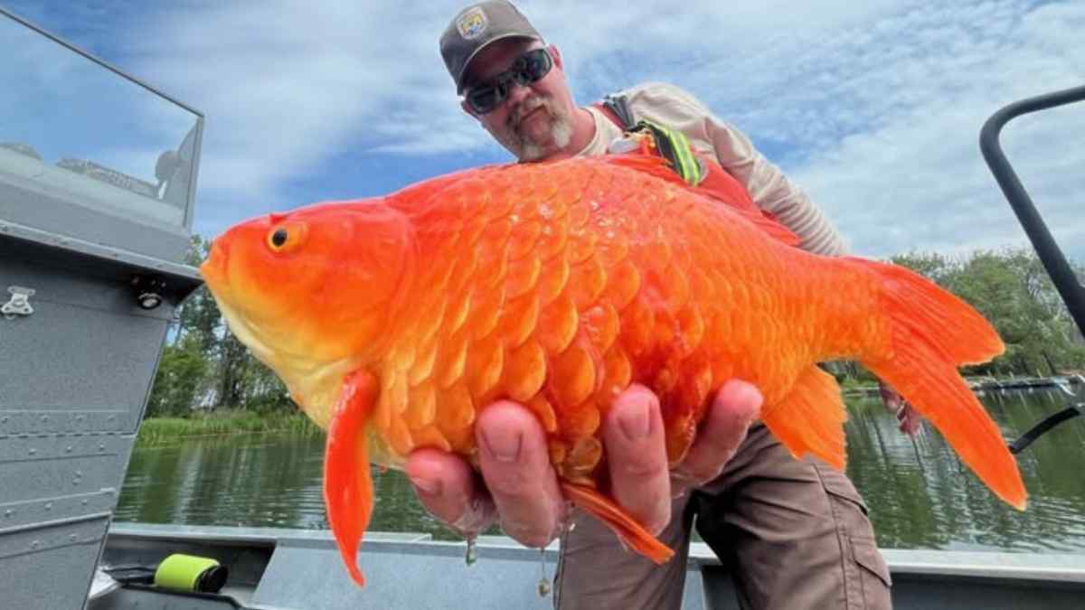 Kontradiksi Ikan Mas di Indonesia dan Amerika Serikat