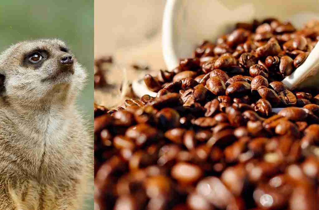 Mengenal Berbagai Jenis Kopi dari Kotoran Luwak, Monyet, Burung dan Gajah