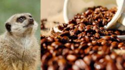 Mengenal Berbagai Jenis Kopi dari Kotoran Luwak, Monyet, Burung dan Gajah