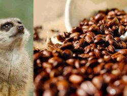 Mengenal Berbagai Jenis Kopi dari Kotoran Luwak, Monyet, Burung dan Gajah