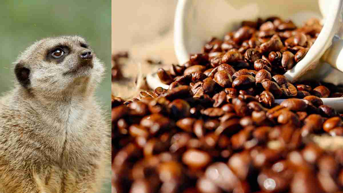Mengenal Berbagai Jenis Kopi dari Kotoran Luwak, Monyet, Burung dan Gajah