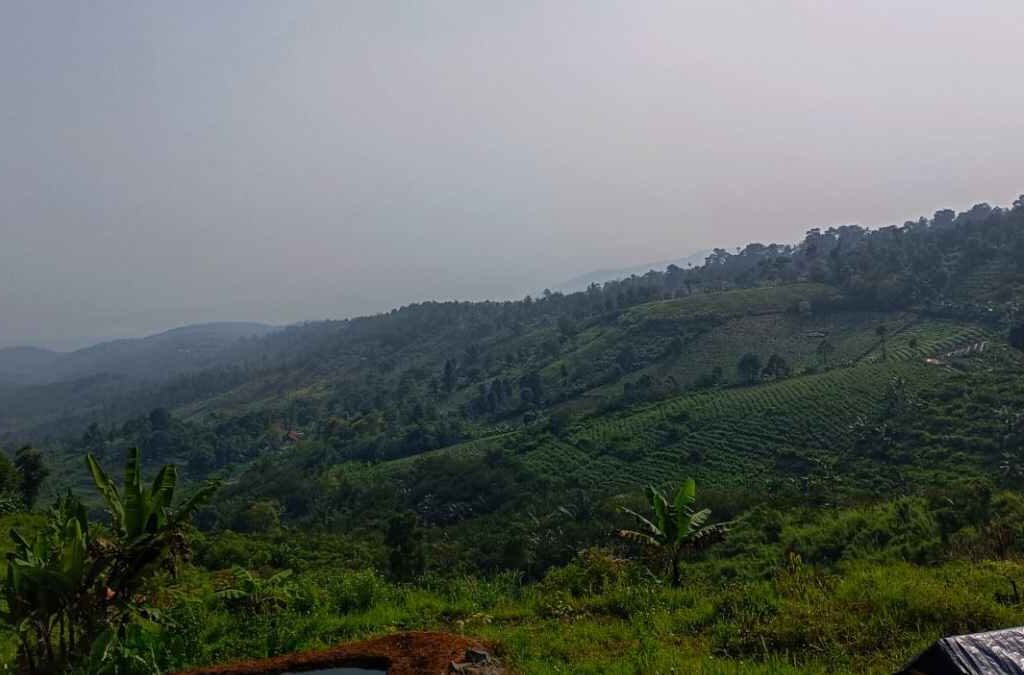 Petani Cimarga Sumedang Mulai Garap Budidaya Tembakau