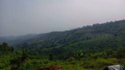 Petani Cimarga Sumedang Mulai Garap Budidaya Tembakau