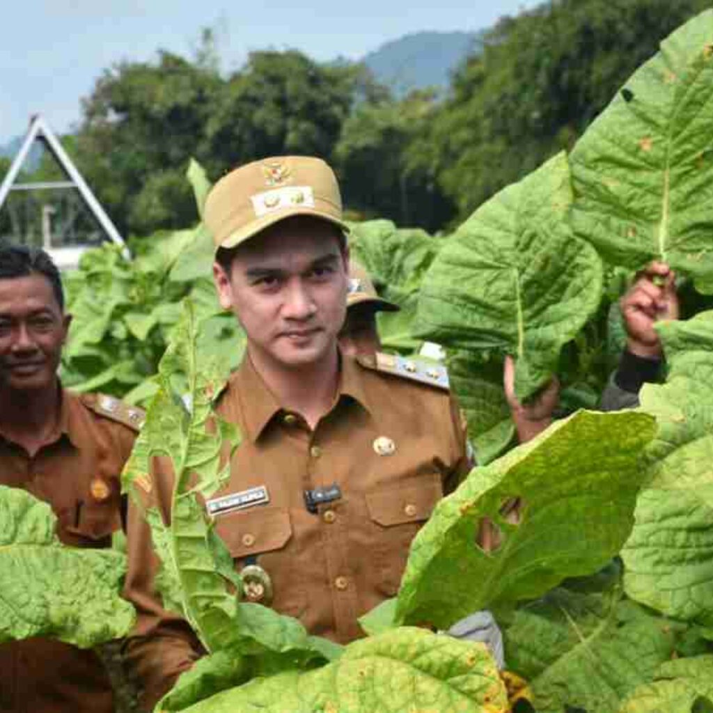 Harga Tembakau Sumedang