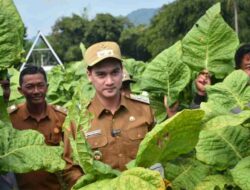 Harga Tembakau Anjlok, Wabup Sumedang Dorong Kebijakan Pemerintah Berpihak pada Petani