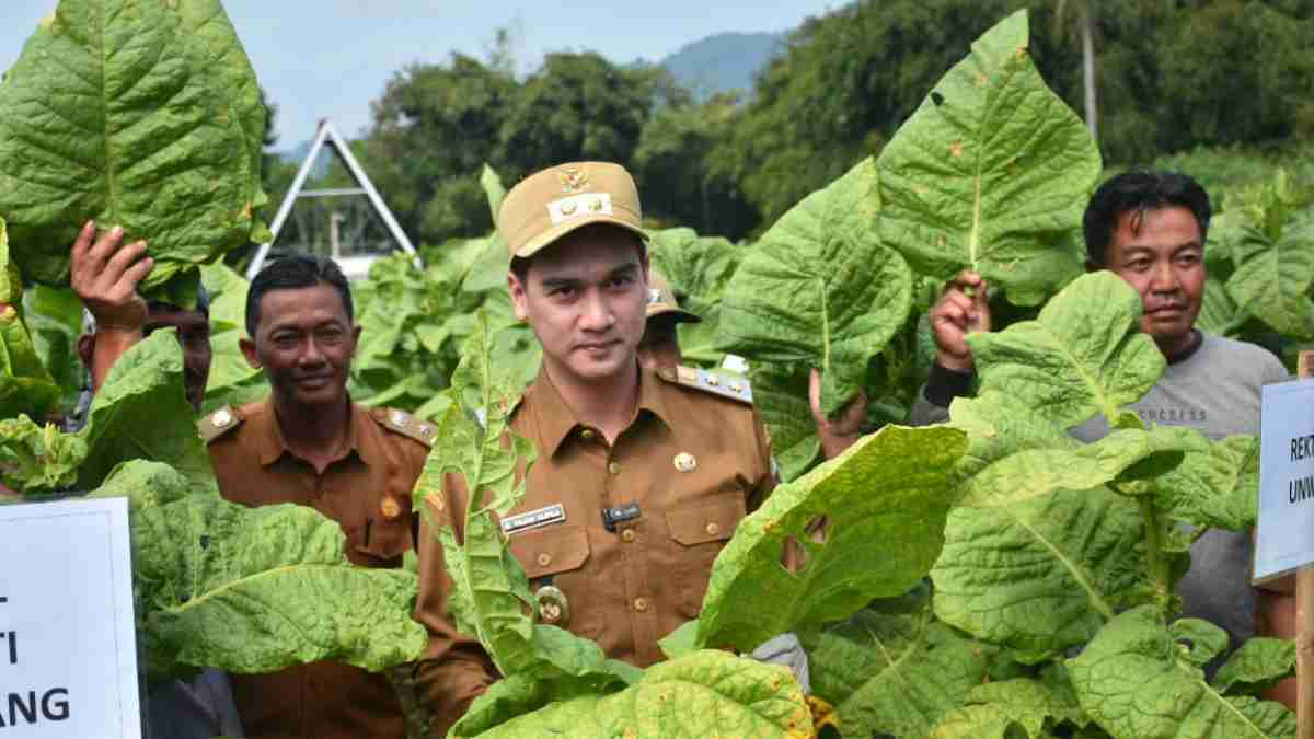 Harga Tembakau Sumedang