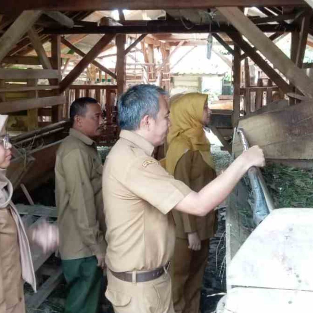 Petani Tembakau Cisampih Terima Bantuan 17 Ekor Domba dari Pemkab Sumedang