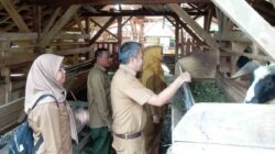 Petani Tembakau Cisampih Terima Bantuan 17 Ekor Domba dari Pemkab Sumedang