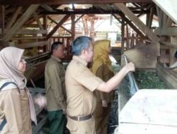 Petani Tembakau Cisampih Terima Bantuan 17 Ekor Domba dari Pemkab Sumedang