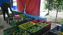Potensi Mangga Gedong Gincu Sumedang Capai Puluhan Ton per Bulan