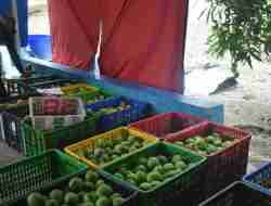 Potensi Mangga Gedong Gincu Sumedang Capai Puluhan Ton per Bulan