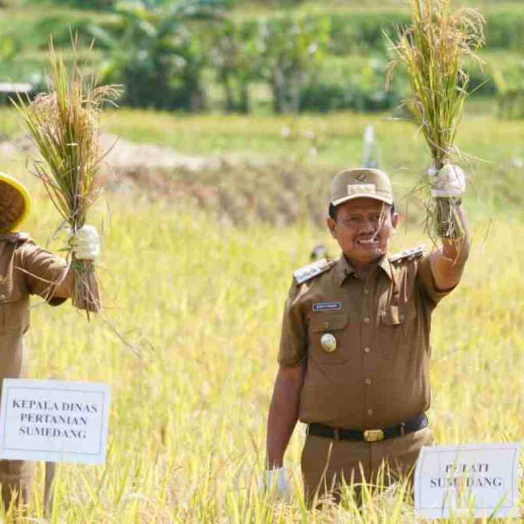 Bupati Sumedang Dorong Transformasi Pertanian, Demplot Padi Tabela Jadi Percontohan