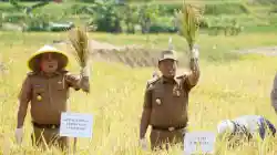 Bupati Sumedang Dorong Transformasi Pertanian, Demplot Padi Tabela Jadi Percontohan