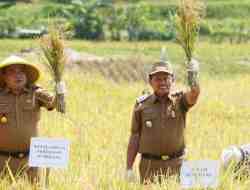 Bupati Sumedang Dorong Transformasi Pertanian, Demplot Padi Tabela Jadi Percontohan
