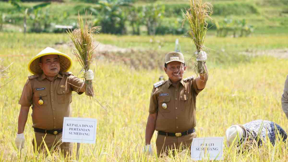Transformasi Pertanian, Demplot Padi Tabela Jadi Percontohan