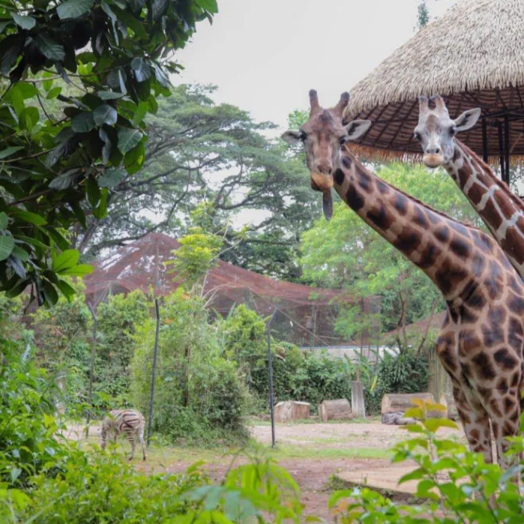 Perpanjangan Seleksi Pengelola Kebun Binatang