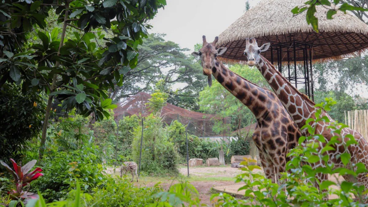 Perpanjangan Seleksi Pengelola Kebun Binatang