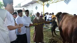 Sapi Kurban 1 Ton dari Presiden Prabowo