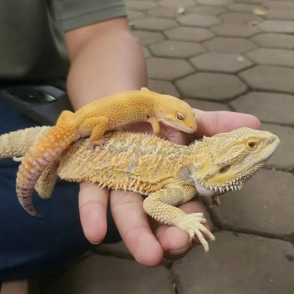 Komunitas Reptil Bandung Gencarkan Edukasi