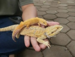 Komunitas Reptil Bandung Gencarkan Edukasi: Kenal Lebih Dekat, Peduli Lebih Banyak!
