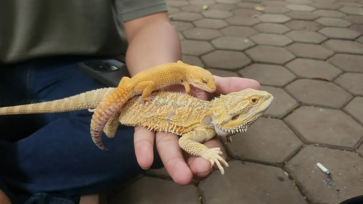 Komunitas Reptil Bandung Gencarkan Edukasi